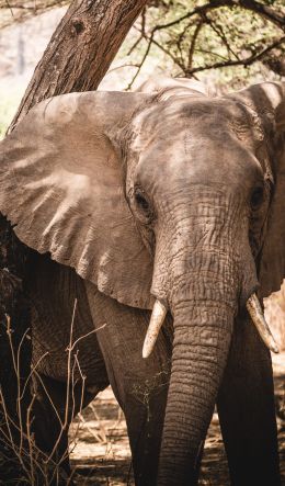 elephant, tusk, nature Wallpaper 600x1024