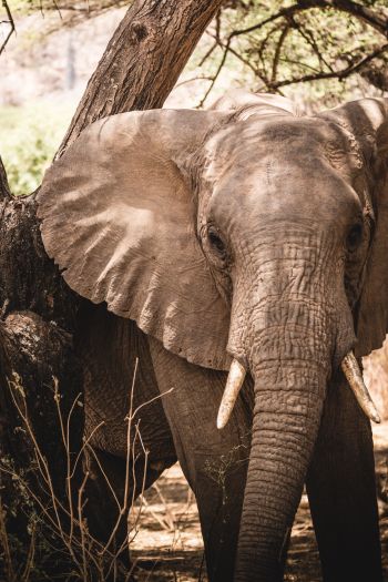 elephant, tusk, nature Wallpaper 640x960