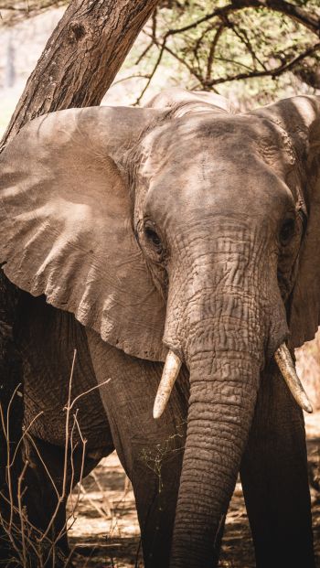 elephant, tusk, nature Wallpaper 640x1136