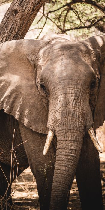 elephant, tusk, nature Wallpaper 720x1440