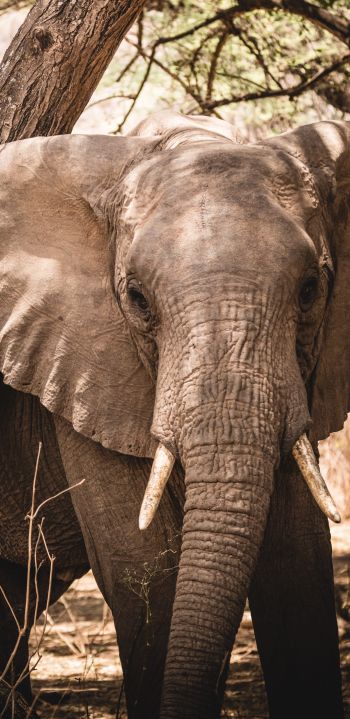 elephant, tusk, nature Wallpaper 1440x2960