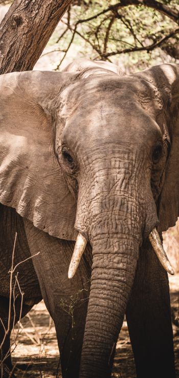 elephant, tusk, nature Wallpaper 1080x2280