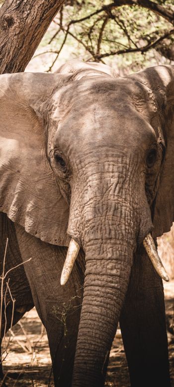 elephant, tusk, nature Wallpaper 720x1600