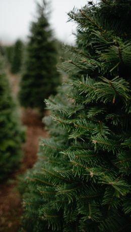 spruce, green, tree Wallpaper 1080x1920
