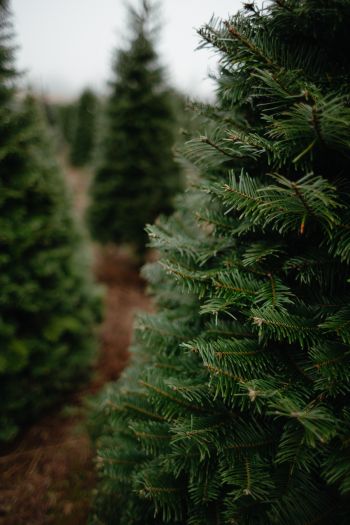 spruce, green, tree Wallpaper 640x960