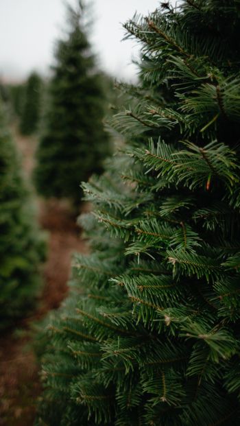 spruce, green, tree Wallpaper 640x1136