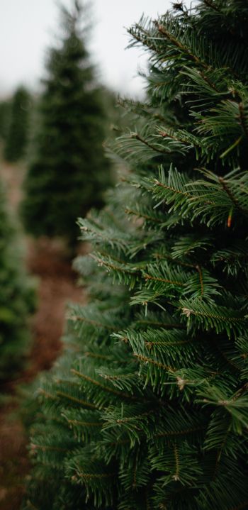 spruce, green, tree Wallpaper 1080x2220