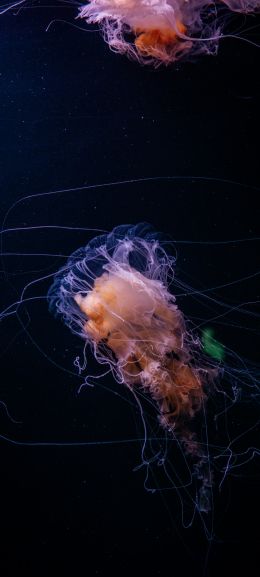 jellyfish, ocean, water Wallpaper 1440x3200