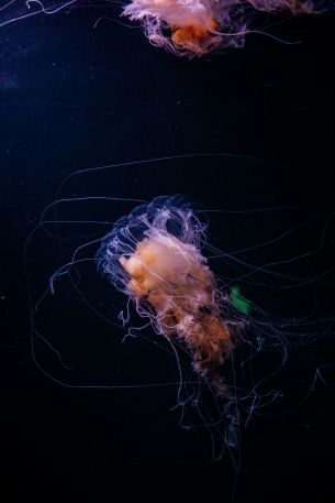 Обои 4000x6000 медуза, океан, вода