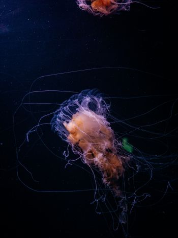 jellyfish, ocean, water Wallpaper 1536x2048
