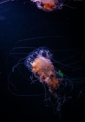 jellyfish, ocean, water Wallpaper 1668x2388