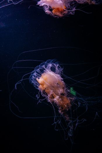 jellyfish, ocean, water Wallpaper 640x960