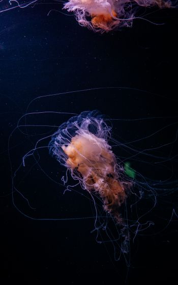 jellyfish, ocean, water Wallpaper 1752x2800