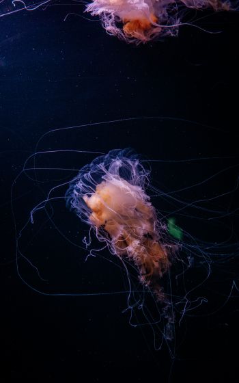 jellyfish, ocean, water Wallpaper 1600x2560