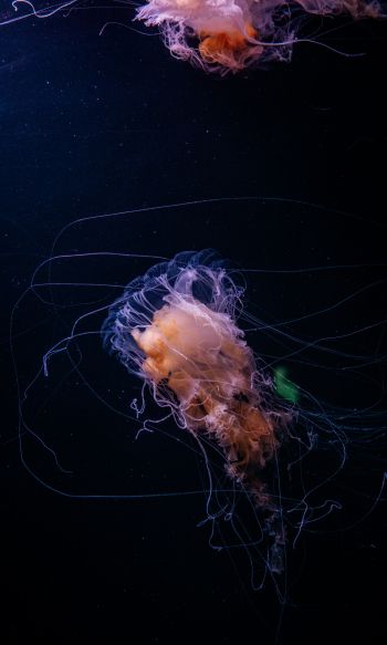 jellyfish, ocean, water Wallpaper 1200x2000