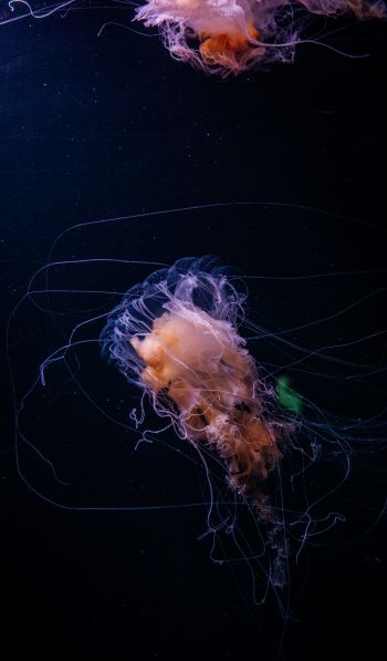 jellyfish, ocean, water Wallpaper 600x1024