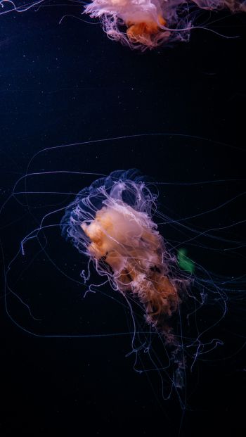 jellyfish, ocean, water Wallpaper 640x1136