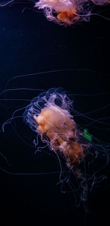jellyfish, ocean, water Wallpaper 1080x2220