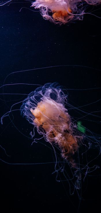jellyfish, ocean, water Wallpaper 1440x3040