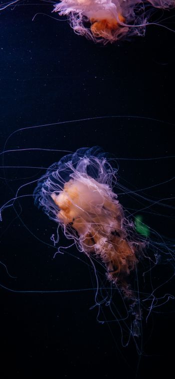 jellyfish, ocean, water Wallpaper 1125x2436
