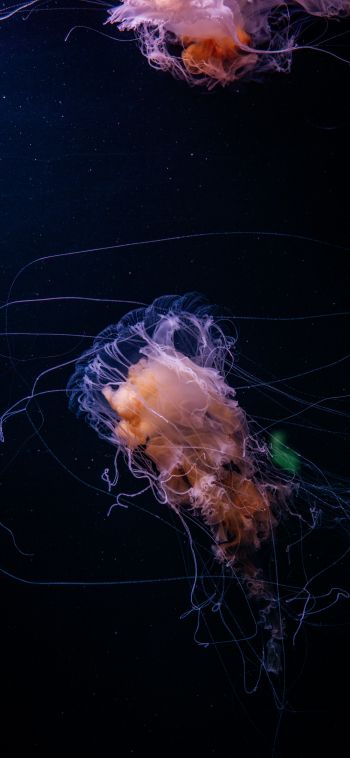 jellyfish, ocean, water Wallpaper 1080x2340