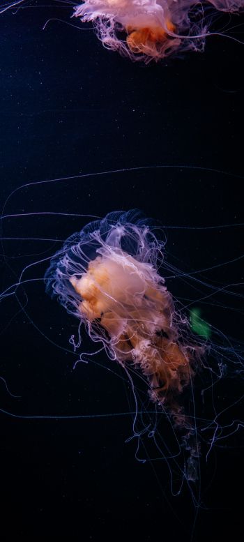 jellyfish, ocean, water Wallpaper 1080x2400