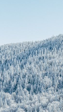 forest, winter, bird's eye view Wallpaper 2162x3843
