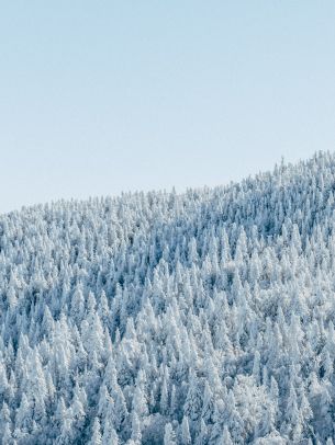 forest, winter, bird's eye view Wallpaper 2048x2732