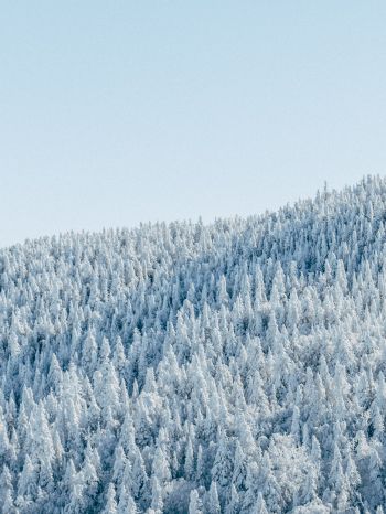 Обои 1620x2160 лес, зима, вид с высоты птичьего полета