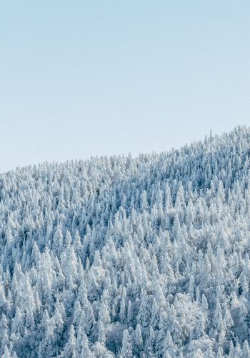 Обои 1668x2388 лес, зима, вид с высоты птичьего полета