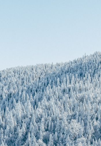 Обои 1640x2360 лес, зима, вид с высоты птичьего полета