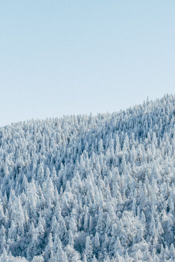Обои 640x960 лес, зима, вид с высоты птичьего полета