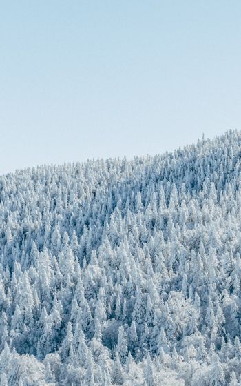 Обои 800x1280 лес, зима, вид с высоты птичьего полета