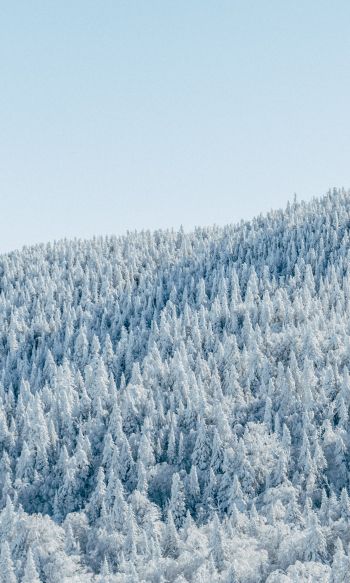 forest, winter, bird's eye view Wallpaper 1200x2000