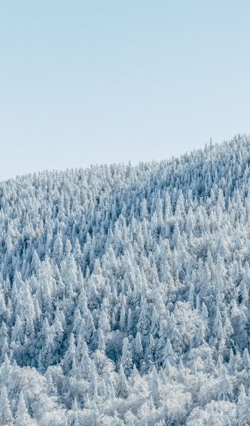forest, winter, bird's eye view Wallpaper 600x1024