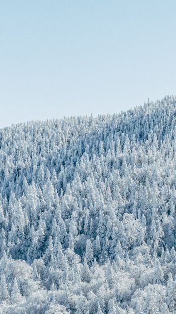 Обои 640x1136 лес, зима, вид с высоты птичьего полета