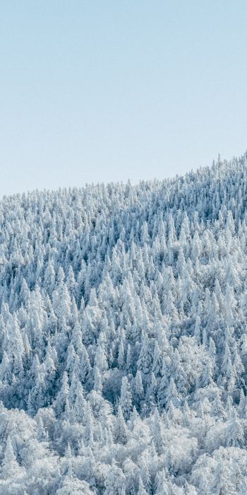 Обои 720x1440 лес, зима, вид с высоты птичьего полета