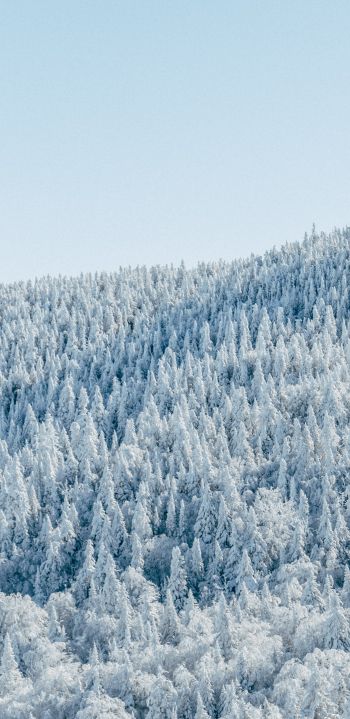 Обои 1080x2220 лес, зима, вид с высоты птичьего полета