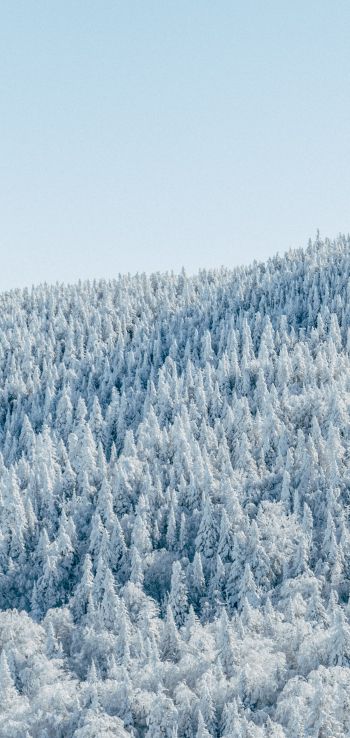 Обои 1080x2280 лес, зима, вид с высоты птичьего полета