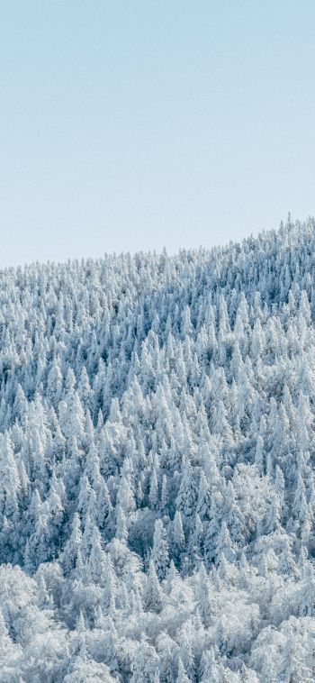 Обои 1080x2340 лес, зима, вид с высоты птичьего полета