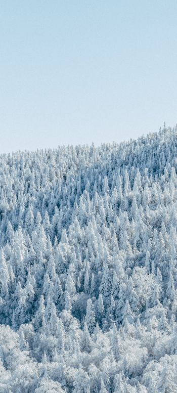 forest, winter, bird's eye view Wallpaper 1440x3200