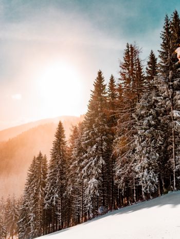 snow forest, dawn, winter Wallpaper 1620x2160