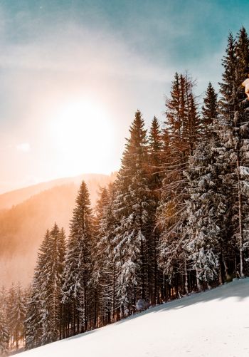 snow forest, dawn, winter Wallpaper 1668x2388
