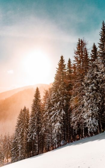 snow forest, dawn, winter Wallpaper 1752x2800