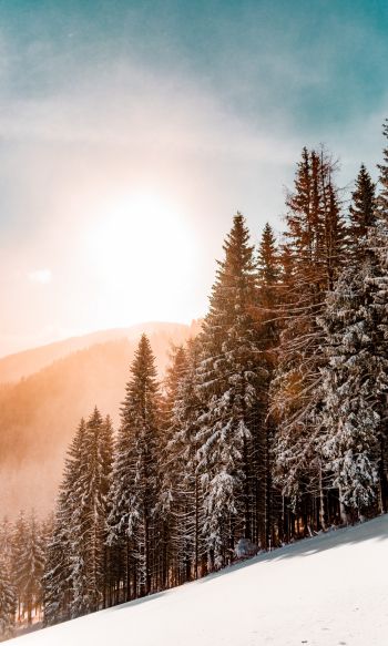 Обои 1200x2000 снежный лес, рассвет, зима