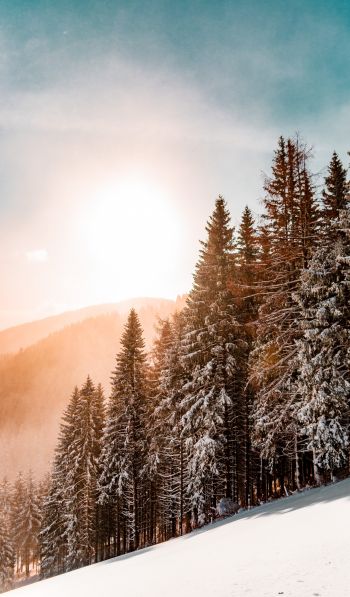snow forest, dawn, winter Wallpaper 600x1024