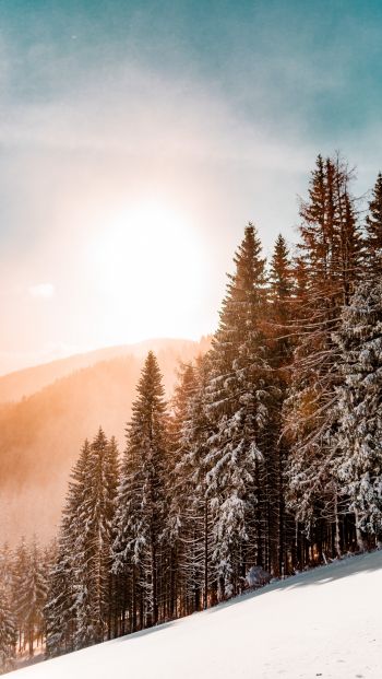 Обои 640x1136 снежный лес, рассвет, зима