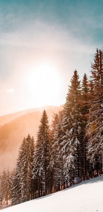 Обои 1080x2220 снежный лес, рассвет, зима