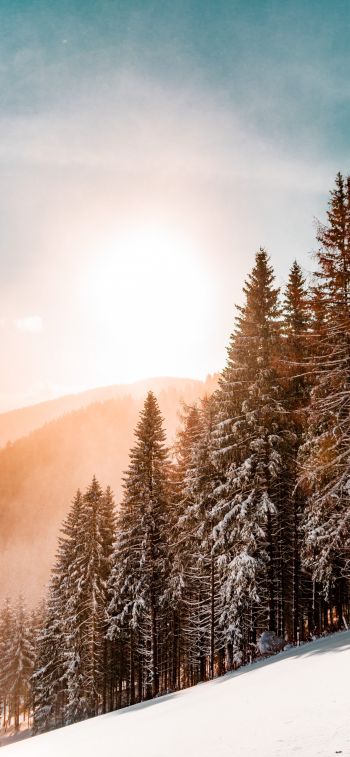 snow forest, dawn, winter Wallpaper 1284x2778