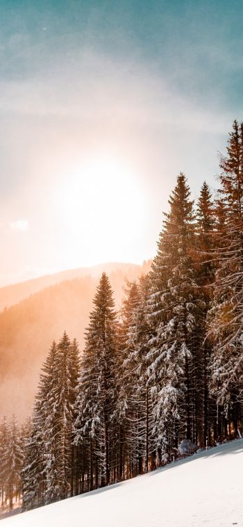 snow forest, dawn, winter Wallpaper 1080x2340